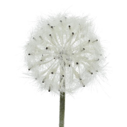 Beauty Home ΛΟΥΛΟΥΔΙ 50CM