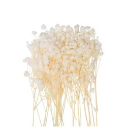 Beauty Home MINI ΓΥΨΟΦΙΛΗ 20 ΤΜΧ 5 CM Beauty Home MINI ΓΥΨΟΦΙΛΗ 20 ΤΜΧ 5 CM