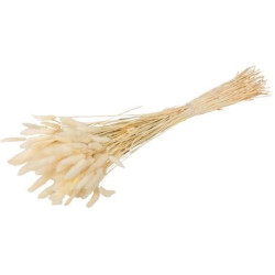 Beauty Home ΓΑΤΑΚΙΑ LAGURUS ΕΚΡΟΥ 75CM 50ΤΜΧ