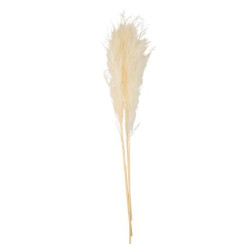 Beauty Home PAMPAS ΕΚΡΟΥ 80 CM   3 ΤΜΧ Beauty Home PAMPAS ΕΚΡΟΥ 80 CM   3 ΤΜΧ