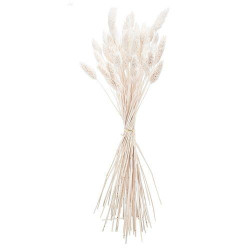 Beauty Home ΜΠΟΥΚΕΤΟ  Phalaris ΦΥΣΙΚΗ  60cm – 50 ΤΜΧ Beauty Home ΜΠΟΥΚΕΤΟ  Phalaris ΦΥΣΙΚΗ  60cm – 50 ΤΜΧ