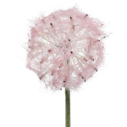 Beauty Home ΛΟΥΛΟΥΔΙ 50 CM