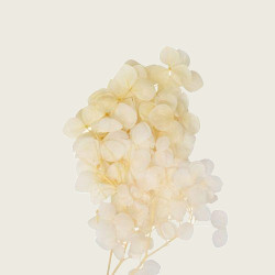 Beauty Home ΜΙΝI HYDRANGEA ΕΚΡΟΥ 7 cm x 8 cm Beauty Home ΜΙΝI HYDRANGEA ΕΚΡΟΥ 7 cm x 8 cm