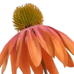 Beauty Home ΜΑΡΓΑΡΙΤΑ ΠΟΡΤΟΚΑΛΙ ΜΕ ΦΟΥΞΙΑ