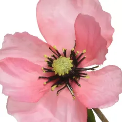 Beauty Home ΠΑΠΑΡΟΥΝΑ ΡΟΖ 71 CM Beauty Home ΠΑΠΑΡΟΥΝΑ ΡΟΖ 71 CM