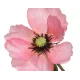 Beauty Home ΠΑΠΑΡΟΥΝΑ ΡΟΖ 71 CM