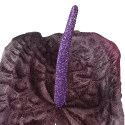 Beauty Home ΑΝΘΟΥΡΙΟ ΜΩΒ 66 cm