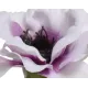 Beauty Home ΑΝΕΜΩΝΗ 57 CM