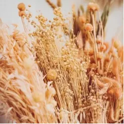 Beauty Home ΑΠΟΞΗΡΑΜΕΝΟ ΛΙΝΑΡΙ 50GR – 60CM