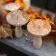 Beauty Home Μανιτάρι πουά  ξύλο Με Σάλτο Ø5.5 x 9 cm