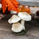 Beauty Home 3 μανιτάρια σε βάση με βρύα Ø7 x 14 cm