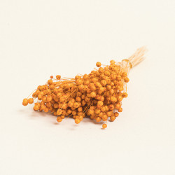 Beauty Home ΑΠΟΞΗΡΑΜΕΝΟ ΛΙΝΑΡΙ