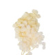 Beauty Home ΜΙΝI HYDRANGEA ΕΚΡΟΥ 7 cm x 8 cm