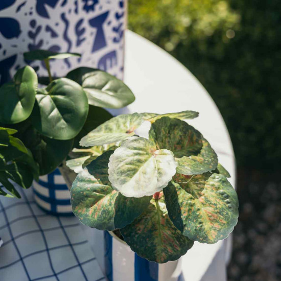 Beauty Home Τεχνητό φυτό σε κεραμική γλάστρα – Μπλε λευκή  Ø7,5x17cm