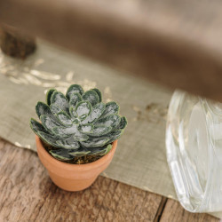 Beauty Home Πράσινο φυτό με γλάστρα τερακότα Ø5x6cm