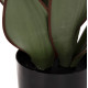 Διακοσμητικο συνθετικο φυτο hm7996 πλατυφυλλη σανσεβιερια σε γλαστρα φ14x12-51υεκ. ** Διακοσμητικο συνθετικο φυτο hm7996 πλατυφυλλη σανσεβιερια σε γλαστρα φ14x12-51υεκ. **
