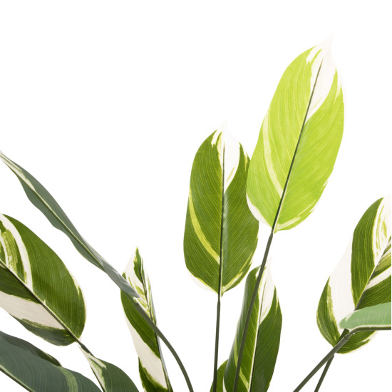 Διακοσμητικο συνθετικο φυτο hm7997 calathea σε γλαστρα 140υεκ. **