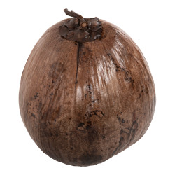 Επιτραπεζιο διακοσμητικο hm4326.01 καρυδα σε φυσικο χρωμα 20x20x20υεκ **