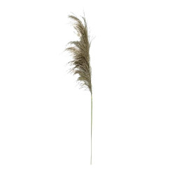 ΔΙΑΚΟΣΜΗΤΙΚΟ ΛΟΥΛΟΥΔΙ PAMPAS GRASS  6977 ΚΑΦΕ ΧΡΩΜΑ 6x6x120εκ ΔΙΑΚΟΣΜΗΤΙΚΟ ΛΟΥΛΟΥΔΙ PAMPAS GRASS  6977 ΚΑΦΕ ΧΡΩΜΑ 6x6x120εκ