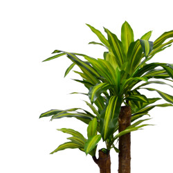 Διακοσμητικό φυτό  Dracaena σε γλάστρα Inart πράσινο pp Υ110εκ ** Διακοσμητικό φυτό  Dracaena σε γλάστρα Inart πράσινο pp Υ110εκ **