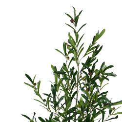 Διακοσμητικό φυτό Olive tree σε γλάστρα Inart πράσινο pp Υ120εκ ** Διακοσμητικό φυτό Olive tree σε γλάστρα Inart πράσινο pp Υ120εκ **