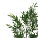 Διακοσμητικό φυτό Olive tree I σε γλάστρα Inart πράσινο pp Υ150εκ **