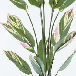 Διακοσμητικό φυτό σε γλάστρα Aglaonema Inart πράσινο Φ80x150εκ ** Διακοσμητικό φυτό σε γλάστρα Aglaonema Inart πράσινο Φ80x150εκ **