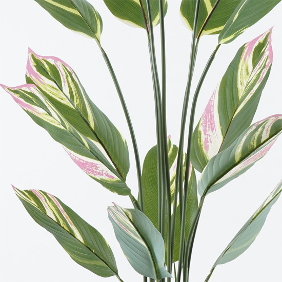 Διακοσμητικό φυτό σε γλάστρα Aglaonema Inart πράσινο Φ80x150εκ **