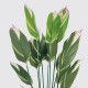 Διακοσμητικό φυτό σε γλάστρα Lucky Inart πράσινο Φ80x180εκ ** Διακοσμητικό φυτό σε γλάστρα Lucky Inart πράσινο Φ80x180εκ **