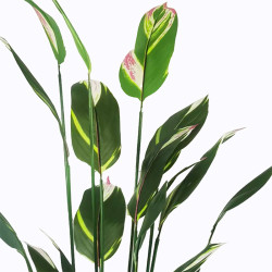 Διακοσμητικό φυτό σε γλάστρα Lucky I Inart πράσινο Φ80x210εκ ** Διακοσμητικό φυτό σε γλάστρα Lucky I Inart πράσινο Φ80x210εκ **