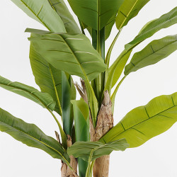 Διακοσμητικό φυτό σε γλάστρα Banana Tree Inart πράσινο Φ53x190εκ ** Διακοσμητικό φυτό σε γλάστρα Banana Tree Inart πράσινο Φ53x190εκ **