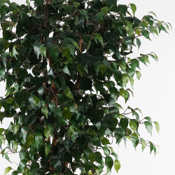 Διακοσμητικό φυτό σε γλάστρα Banyan Inart πράσινο Φ95x180εκ ** Διακοσμητικό φυτό σε γλάστρα Banyan Inart πράσινο Φ95x180εκ **