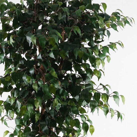 Διακοσμητικό φυτό σε γλάστρα Banyan Inart πράσινο Φ95x180εκ **