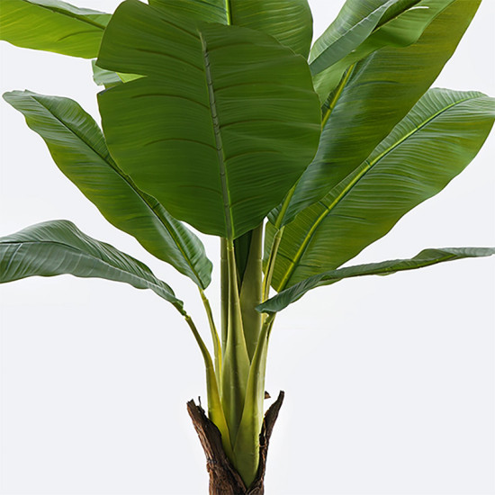 Διακοσμητικό φυτό σε γλάστρα Musa Inart πράσινο Φ105x180εκ **